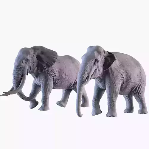 Elephants  African and Asian Species 3D print model Elephants  African and Asian Species 3D print model