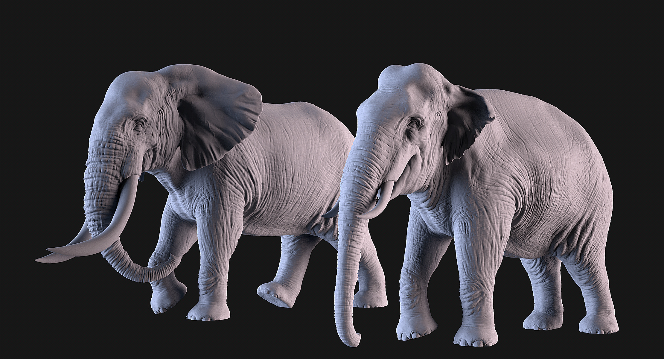 Elephants  African and Asian Species 3D print model_1