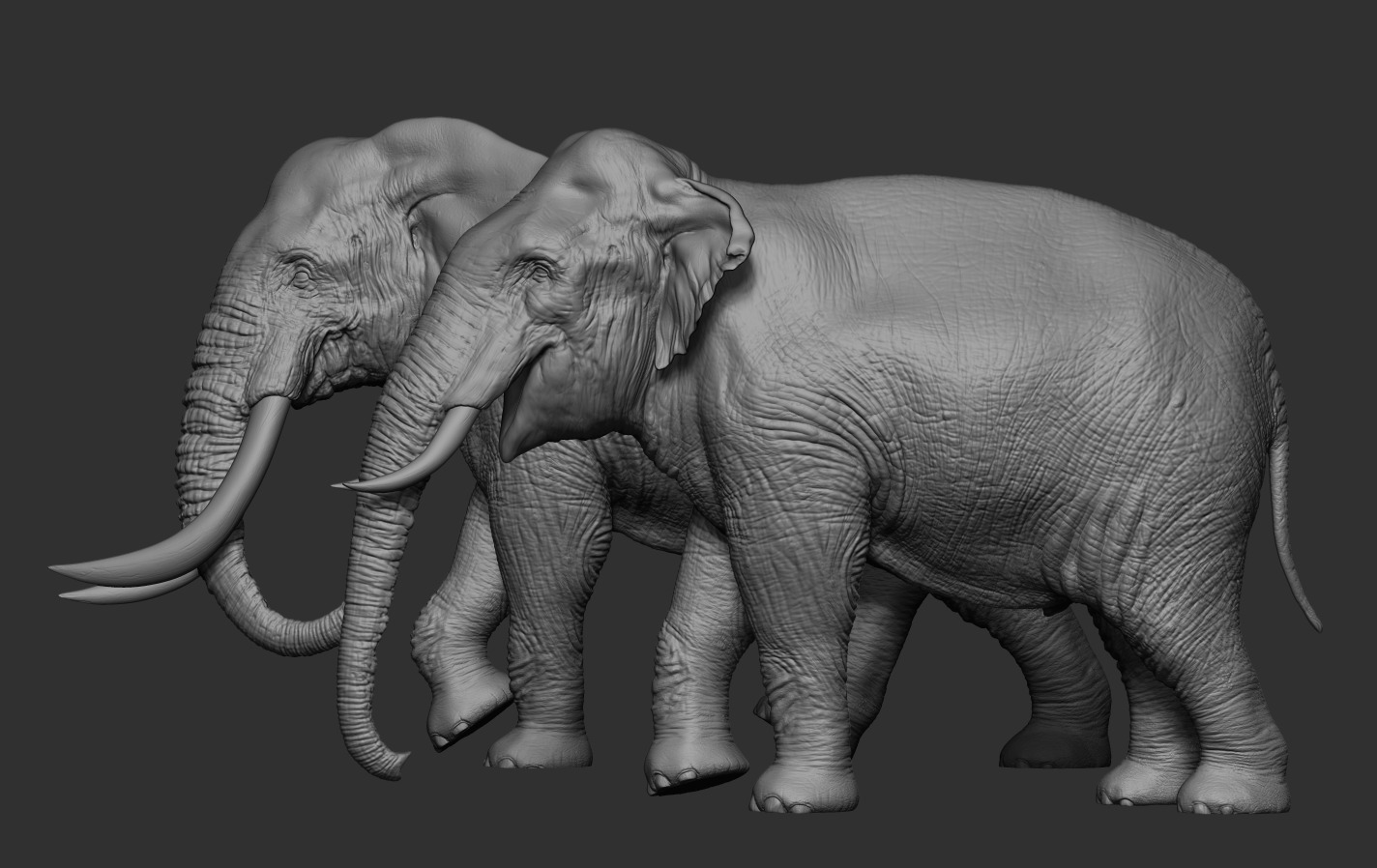 Elephants  African and Asian Species 3D print model_10