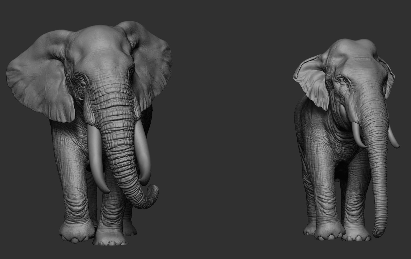 Elephants  African and Asian Species 3D print model_18