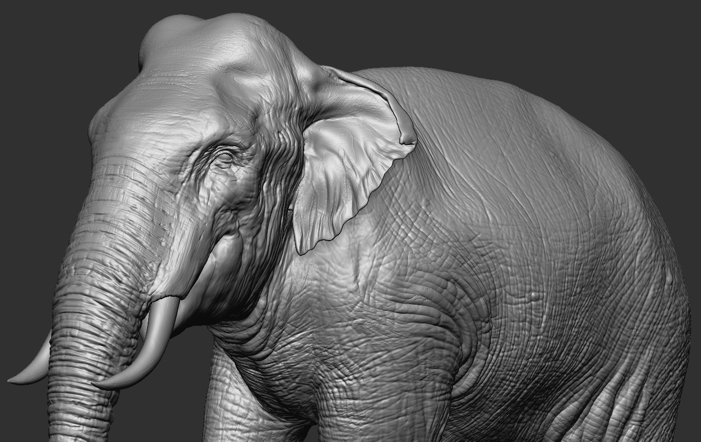 Elephants  African and Asian Species 3D print model_8