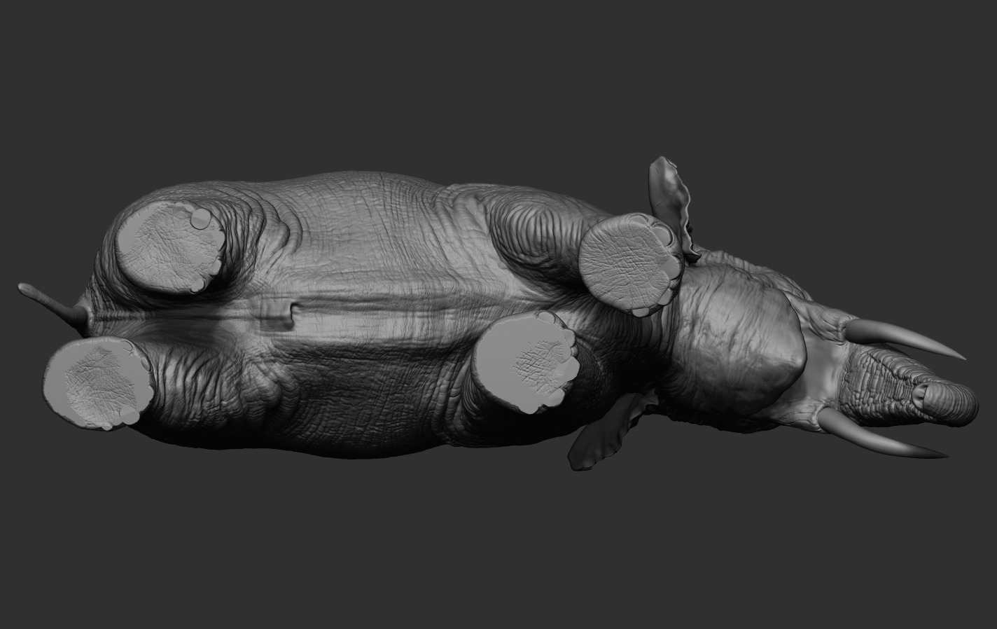 Elephants  African and Asian Species 3D print model_16