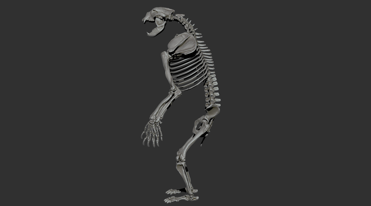 Arctodus simus - short faced bear skeleton 3D print model_15