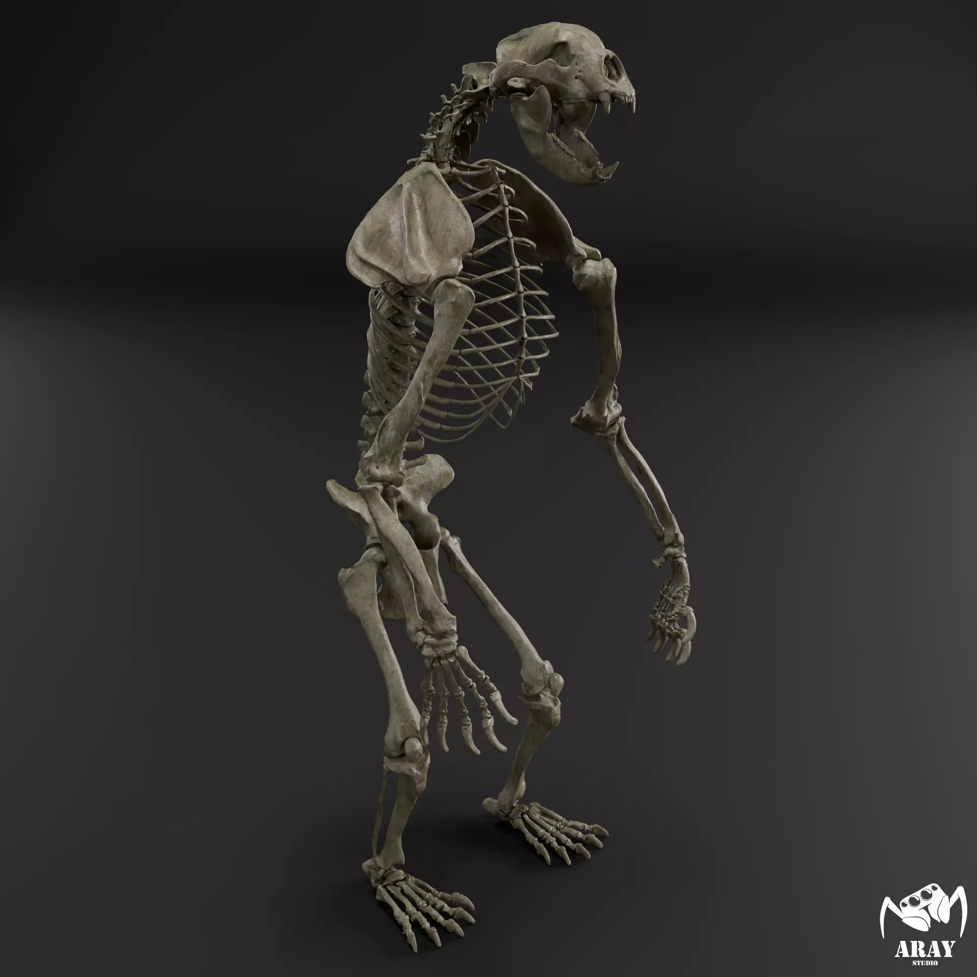 Arctodus simus - short faced bear skeleton 3D print model_0