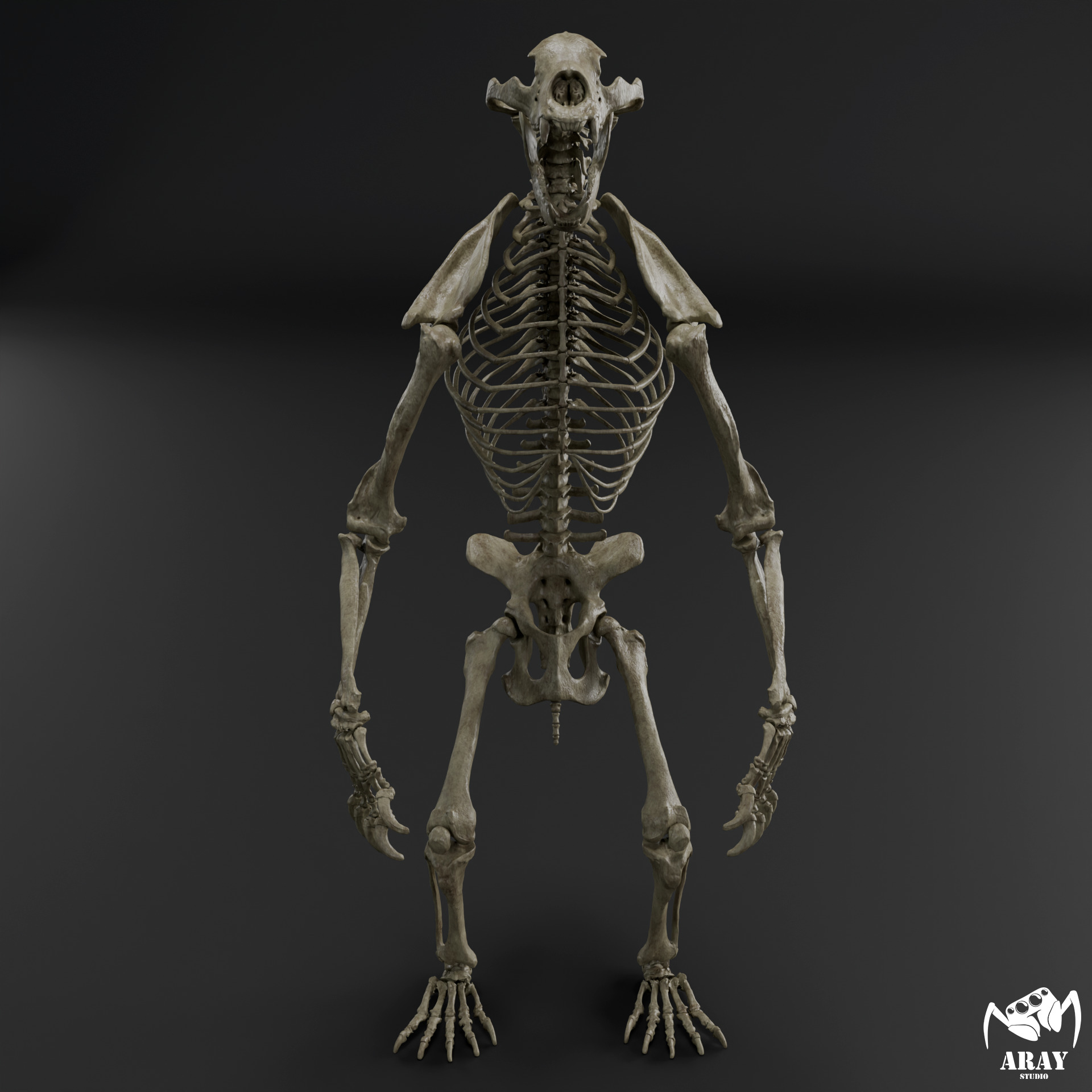 Arctodus simus - short faced bear skeleton 3D print model_1