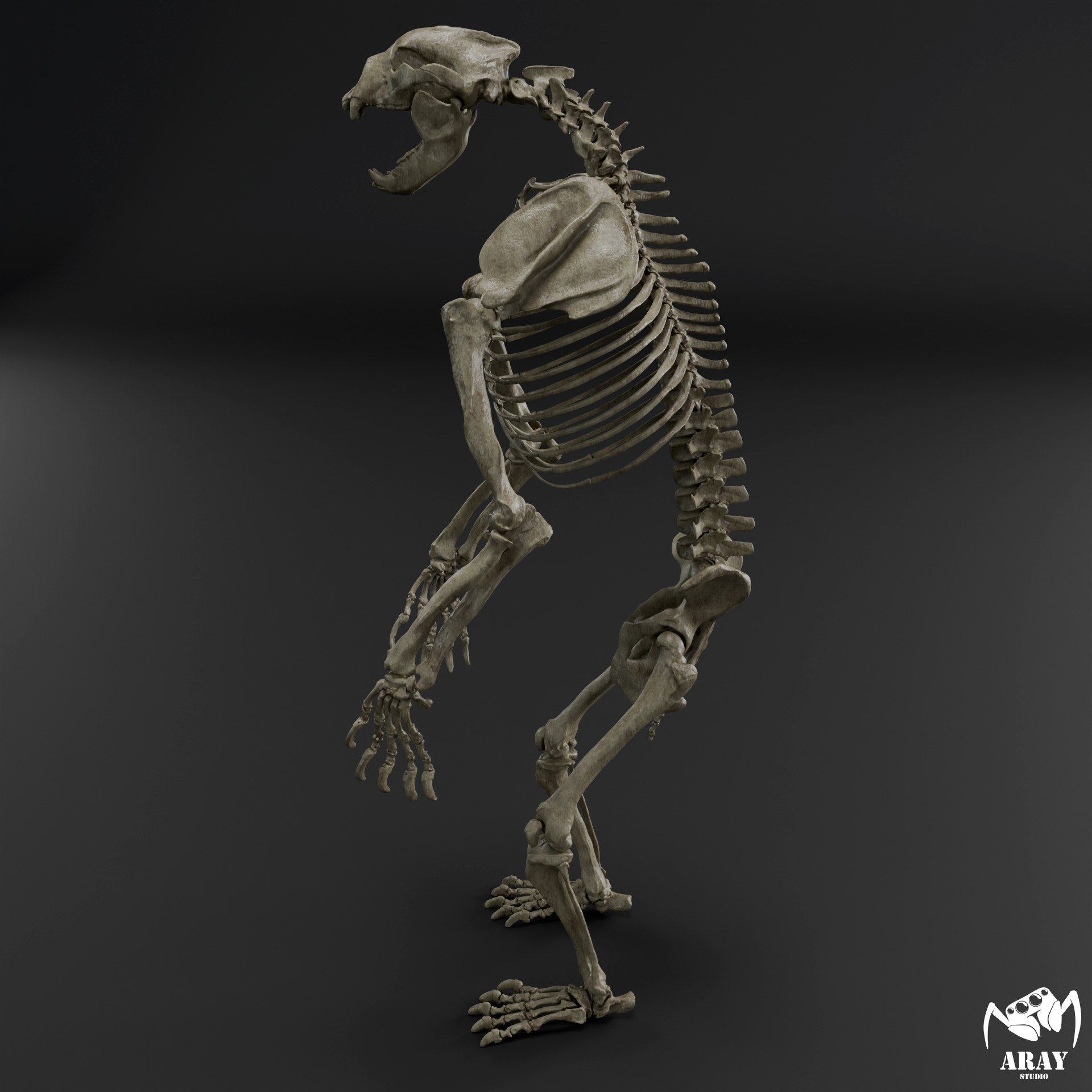 Arctodus simus - short faced bear skeleton 3D print model_3
