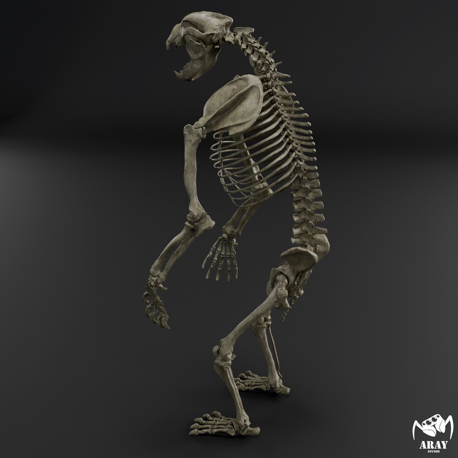 Arctodus simus - short faced bear skeleton 3D print model_4