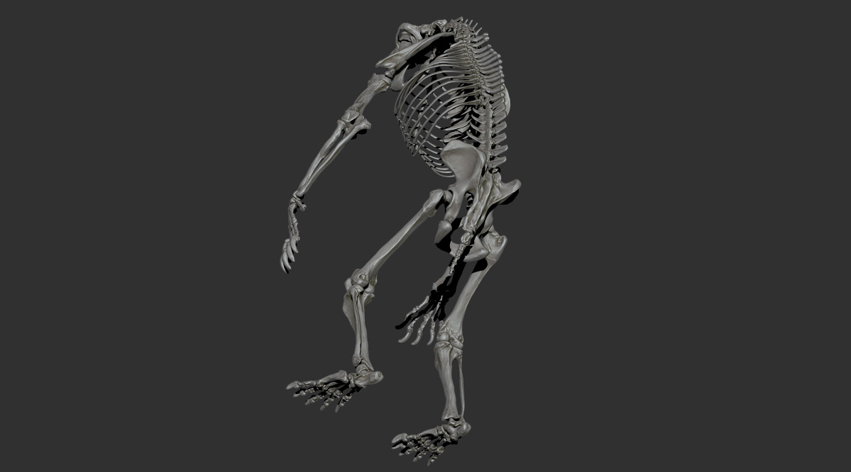 Arctodus simus - short faced bear skeleton 3D print model_16