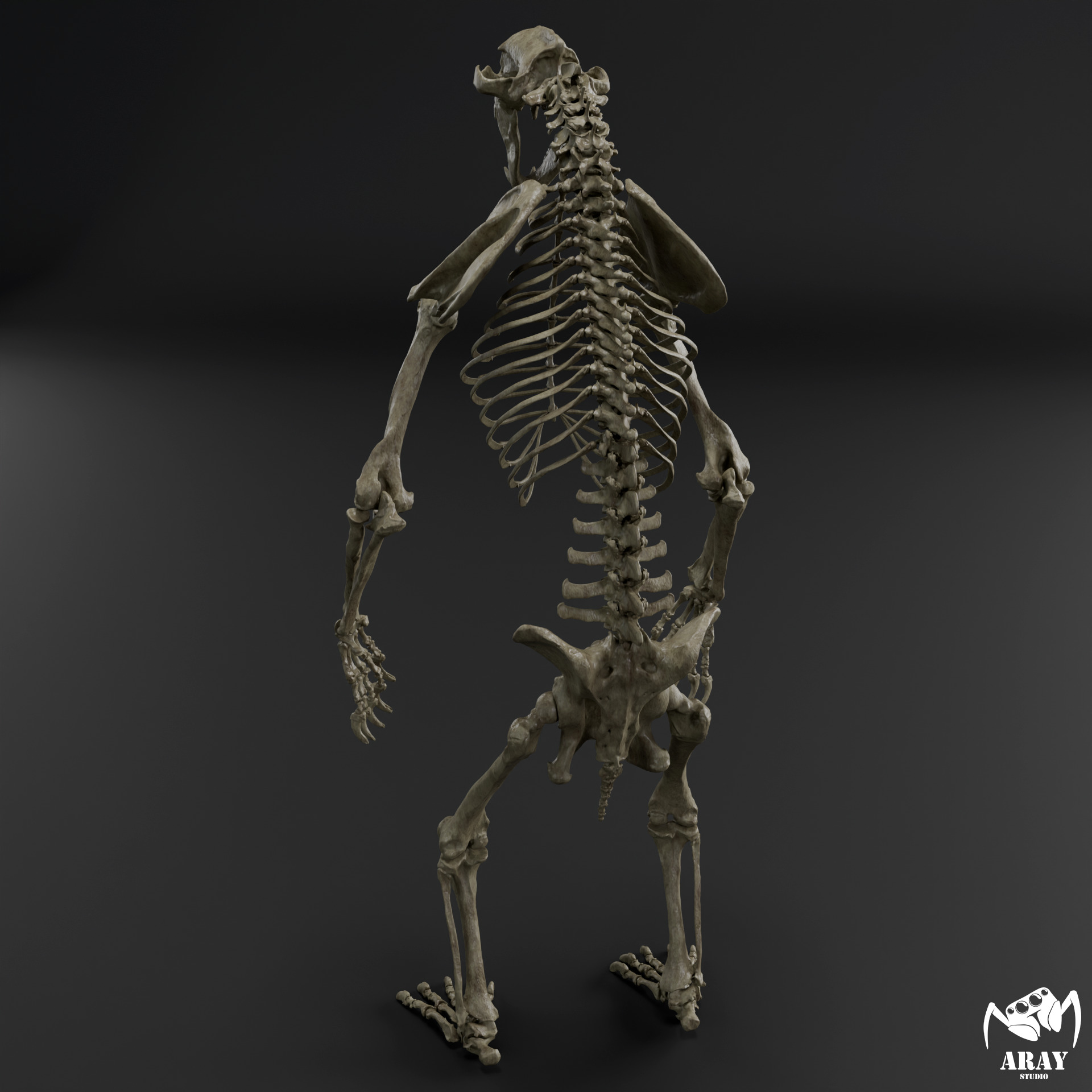 Arctodus simus - short faced bear skeleton 3D print model_5