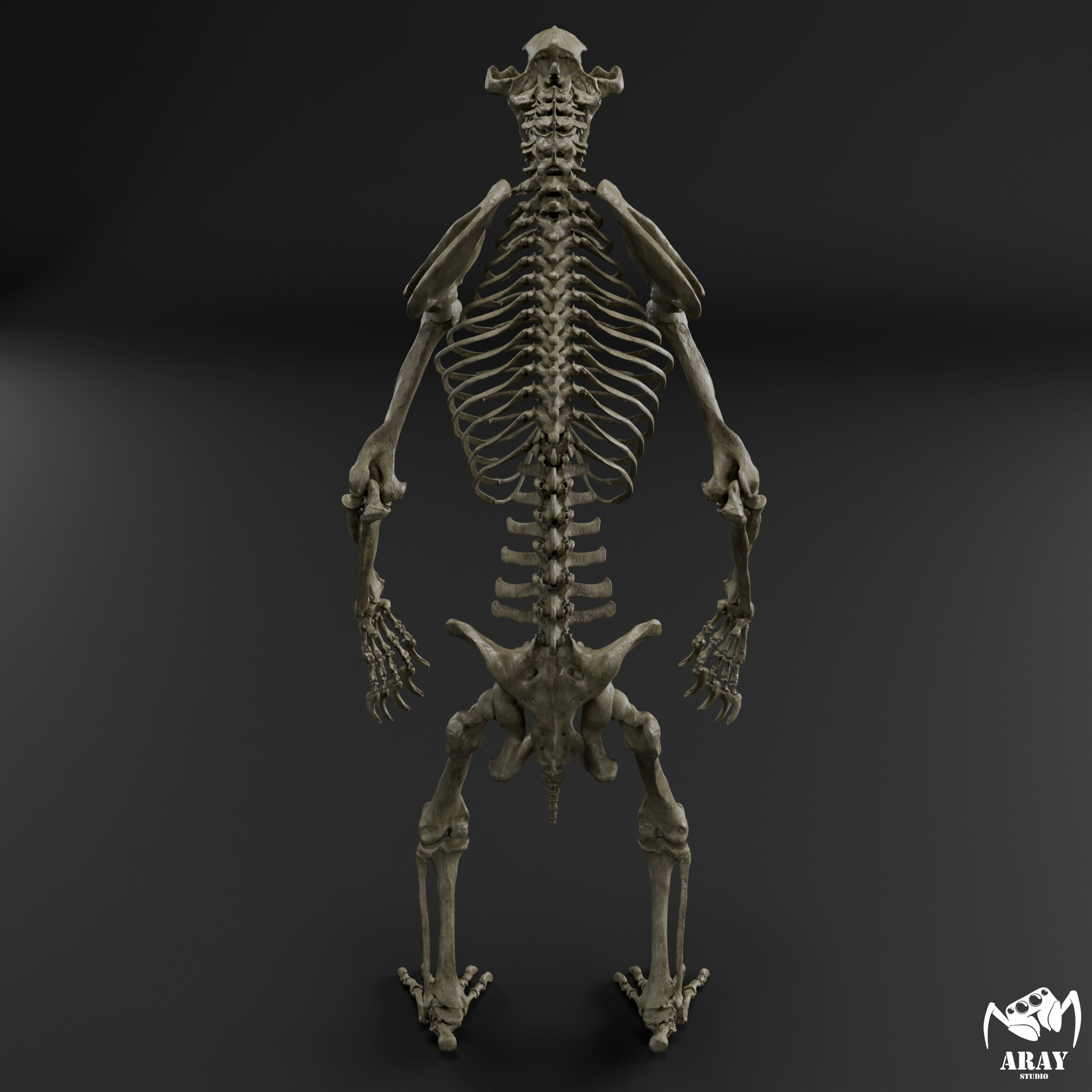 Arctodus simus - short faced bear skeleton 3D print model_6