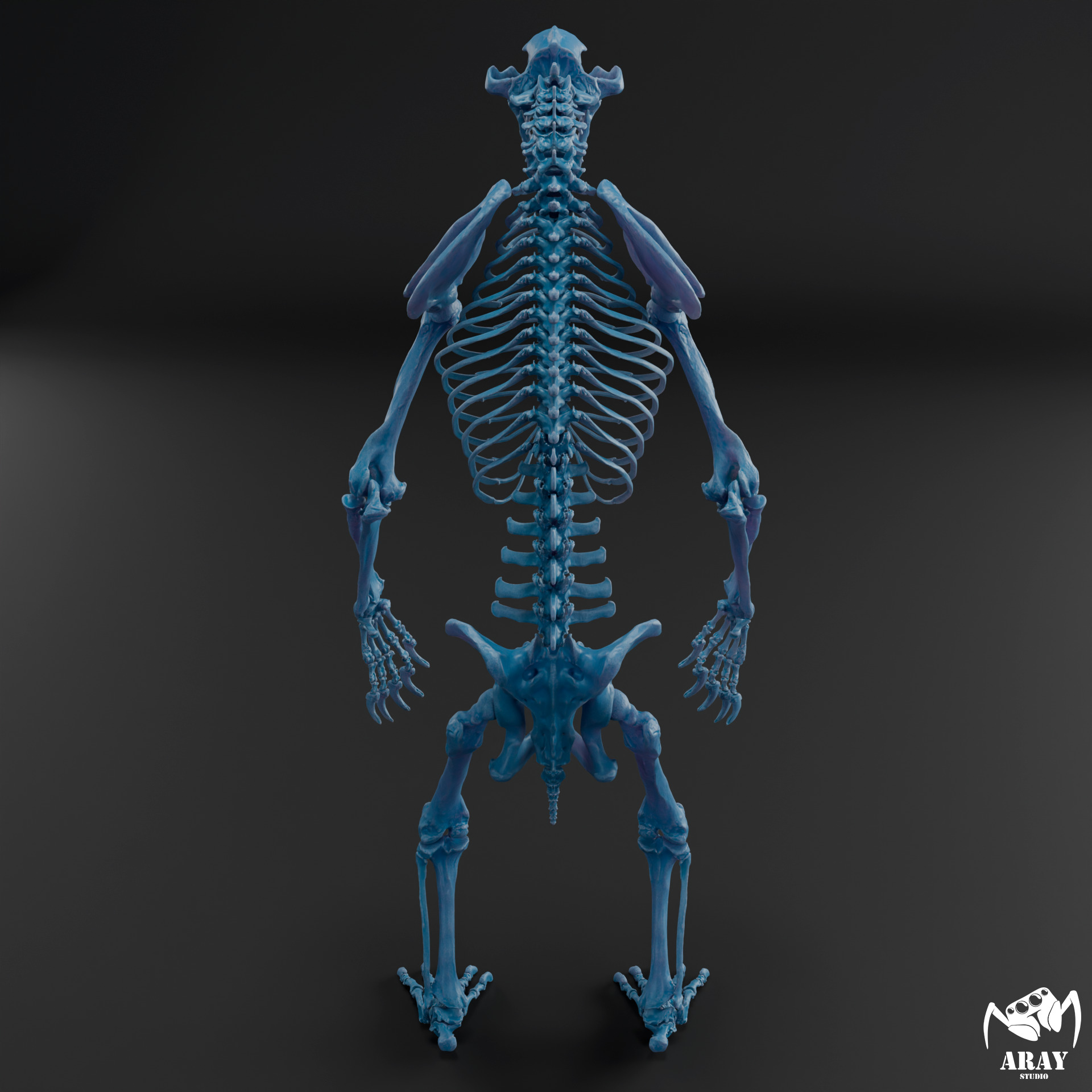 Arctodus simus - short faced bear skeleton 3D print model_13