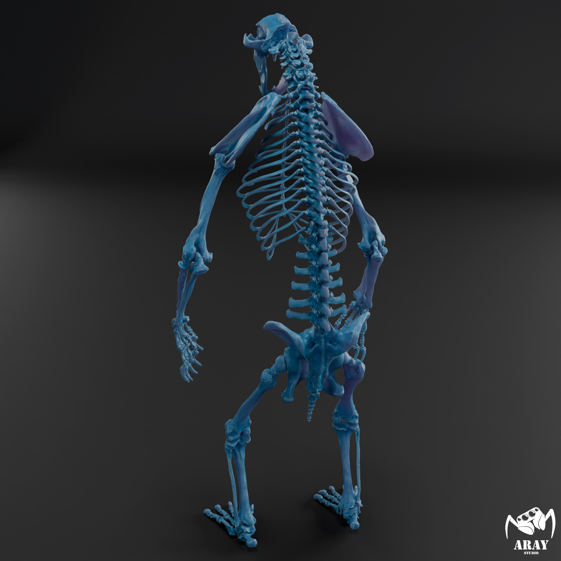Arctodus simus - short faced bear skeleton 3D print model_12