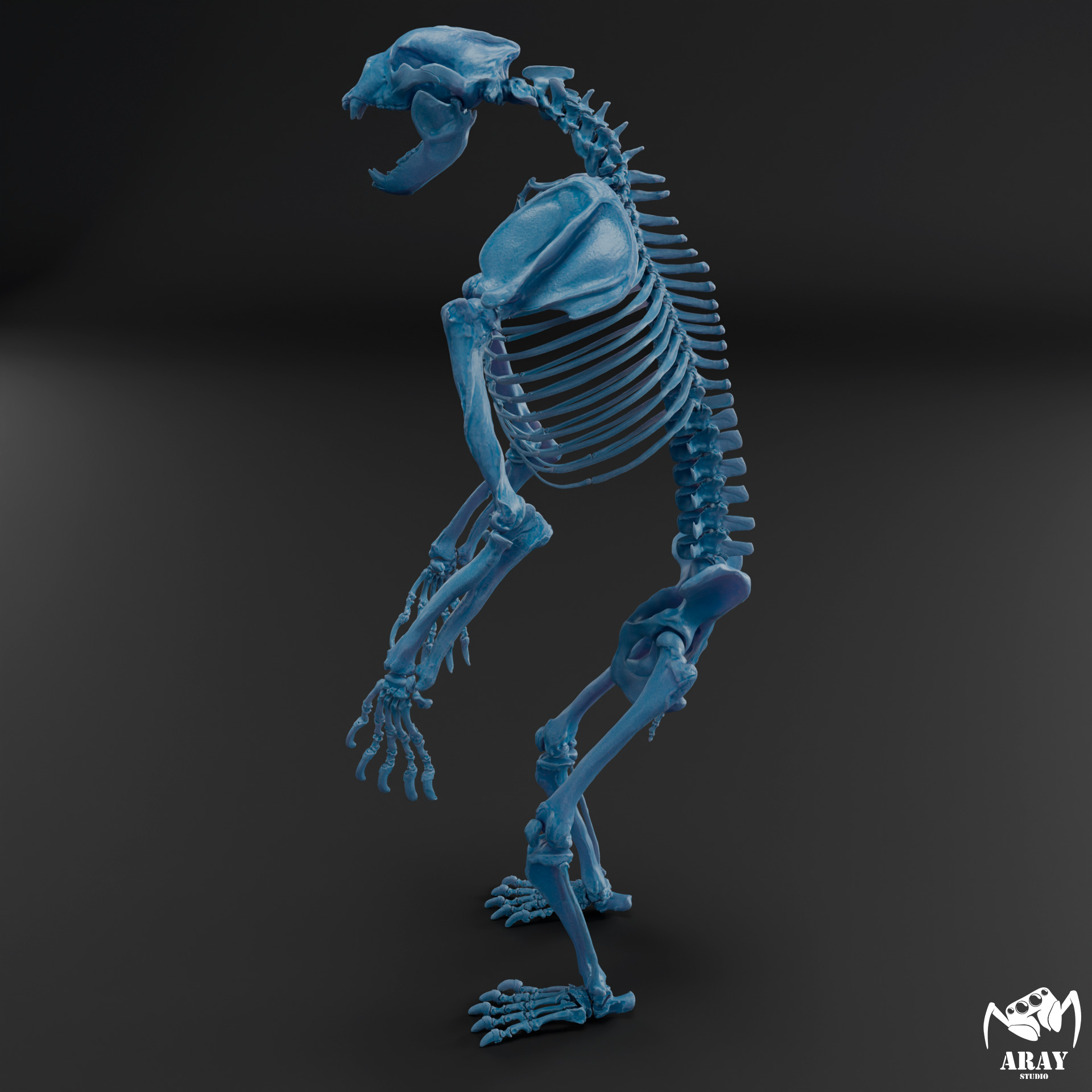 Arctodus simus - short faced bear skeleton 3D print model_10