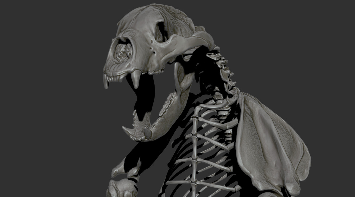 Arctodus simus - short faced bear skeleton 3D print model_17