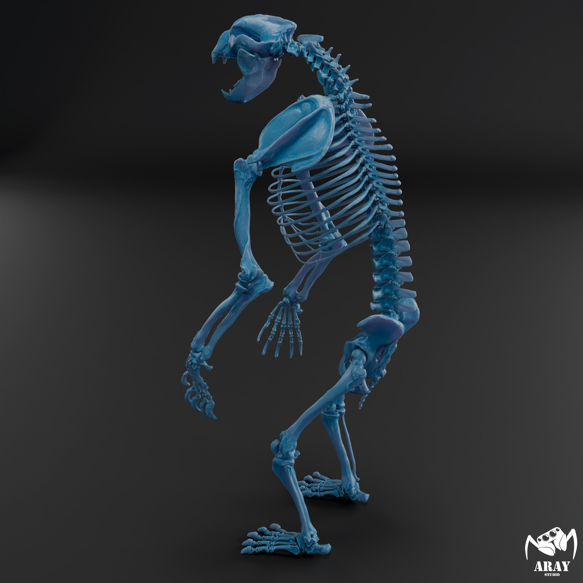 Arctodus simus - short faced bear skeleton 3D print model_11