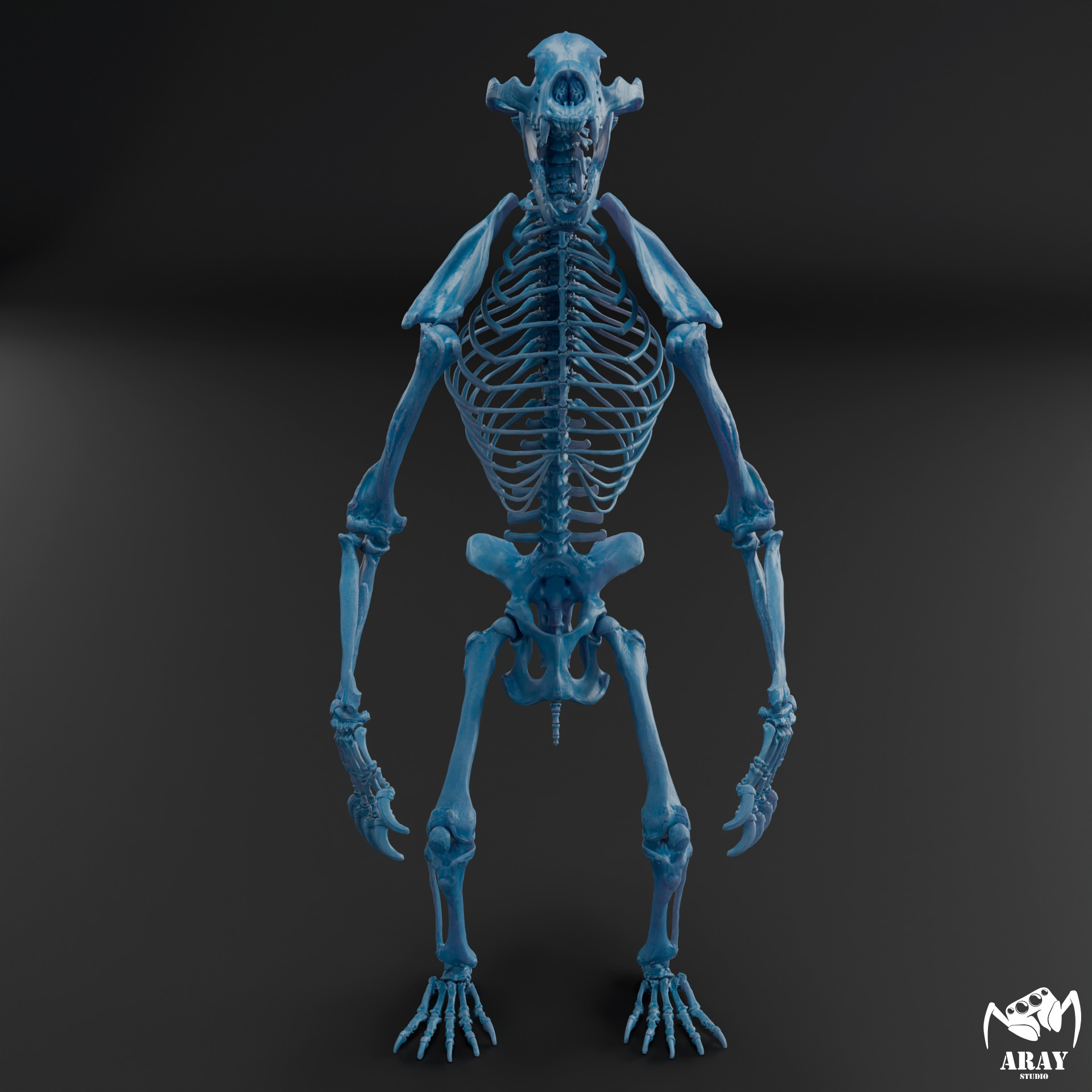 Arctodus simus - short faced bear skeleton 3D print model_8
