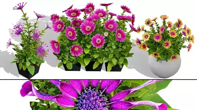 South African Osteospermum Flowers 3D Model Low-poly 3D model