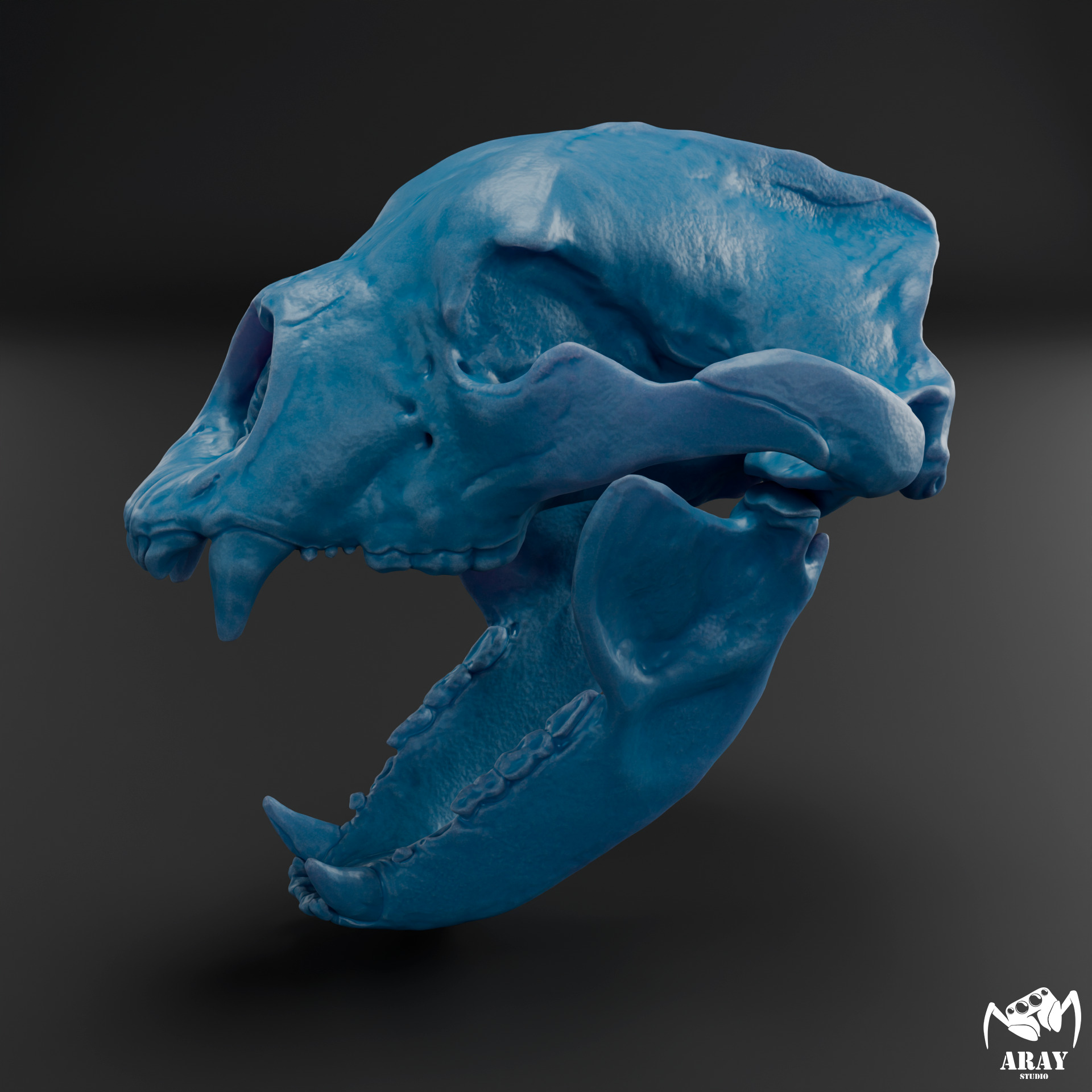 Arctodus simus - short faced bear skull 3D print model_8