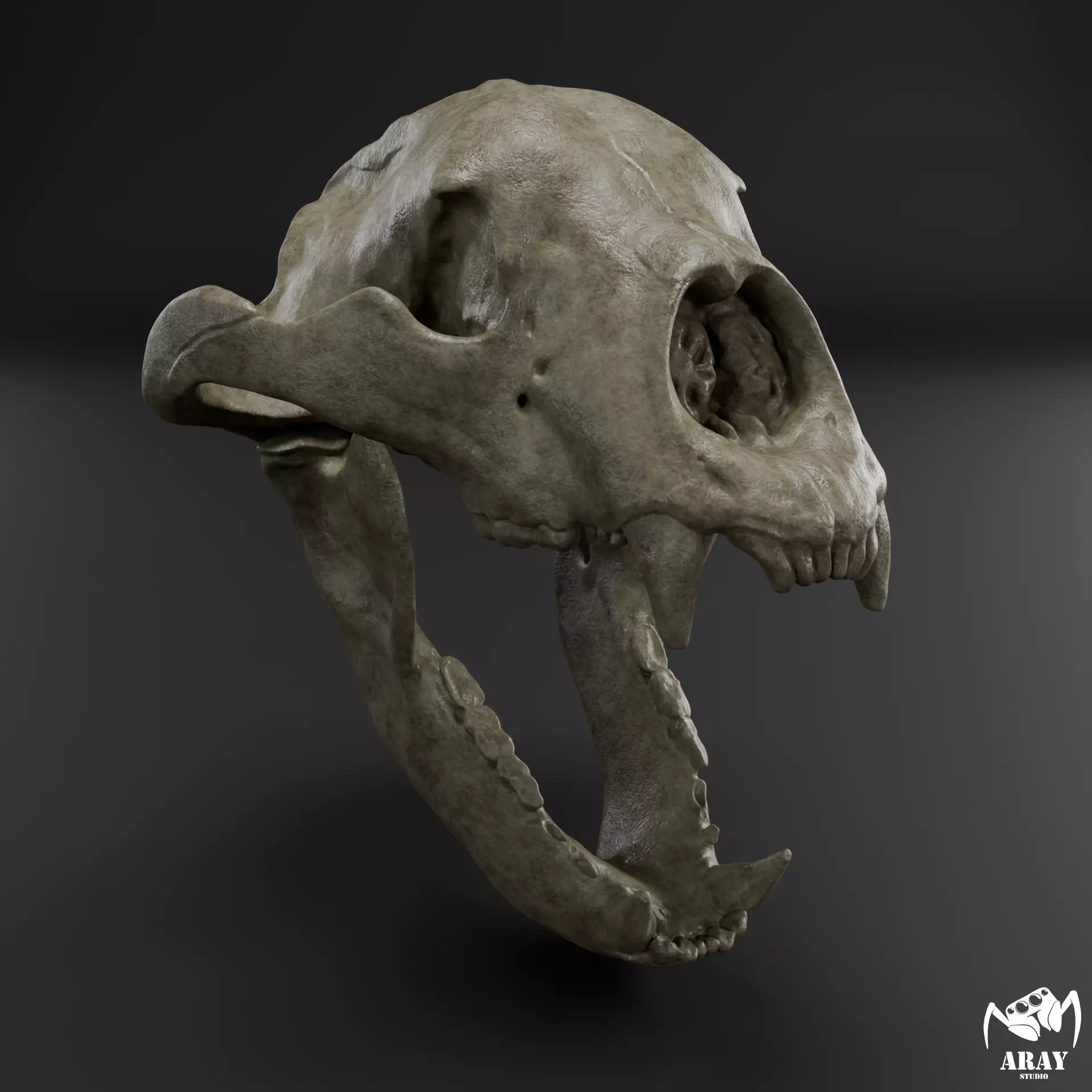 Arctodus simus - short faced bear skull 3D print model_0