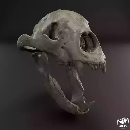 Arctodus simus - short faced bear skull