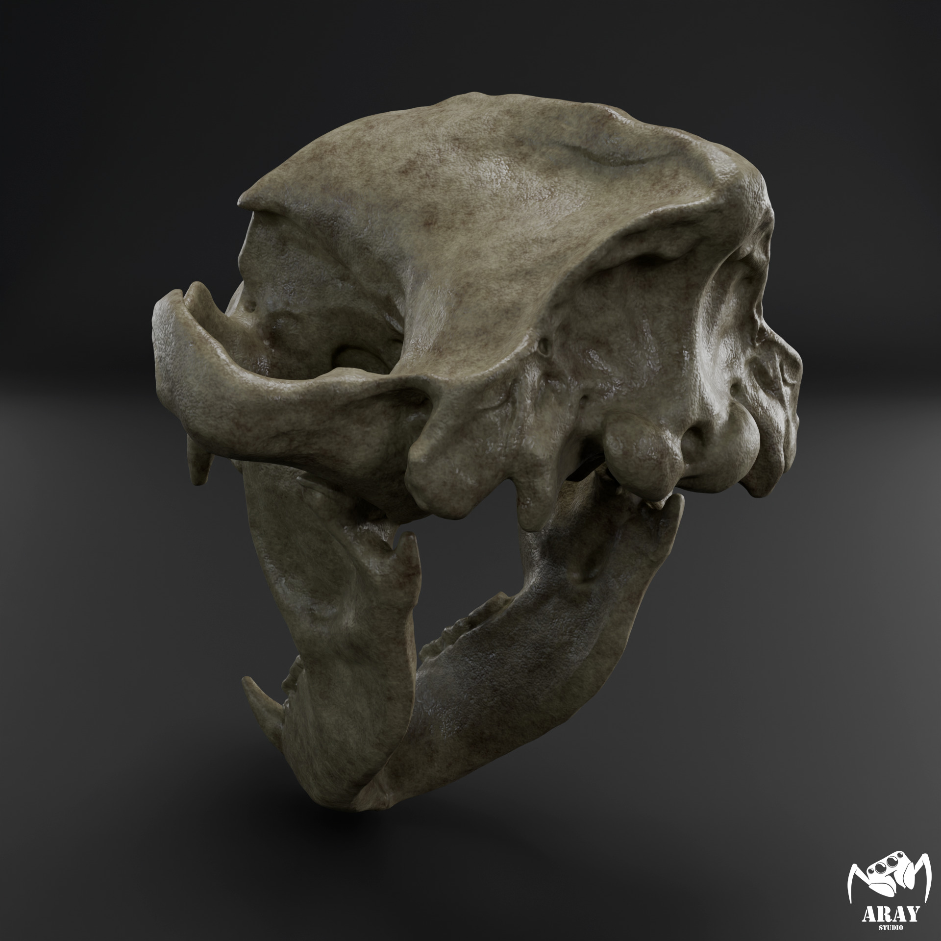 Arctodus simus - short faced bear skull 3D print model_4