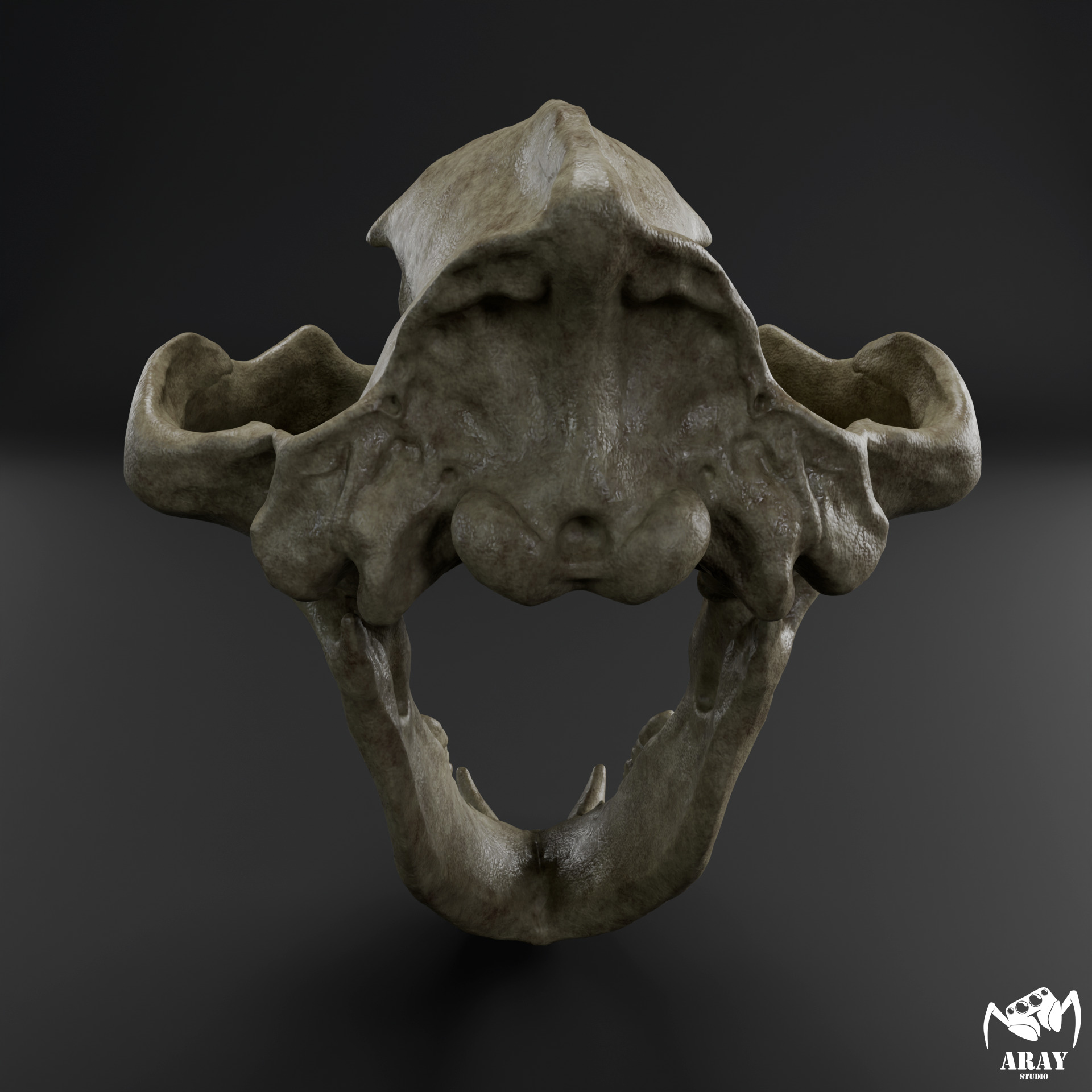 Arctodus simus - short faced bear skull 3D print model_5