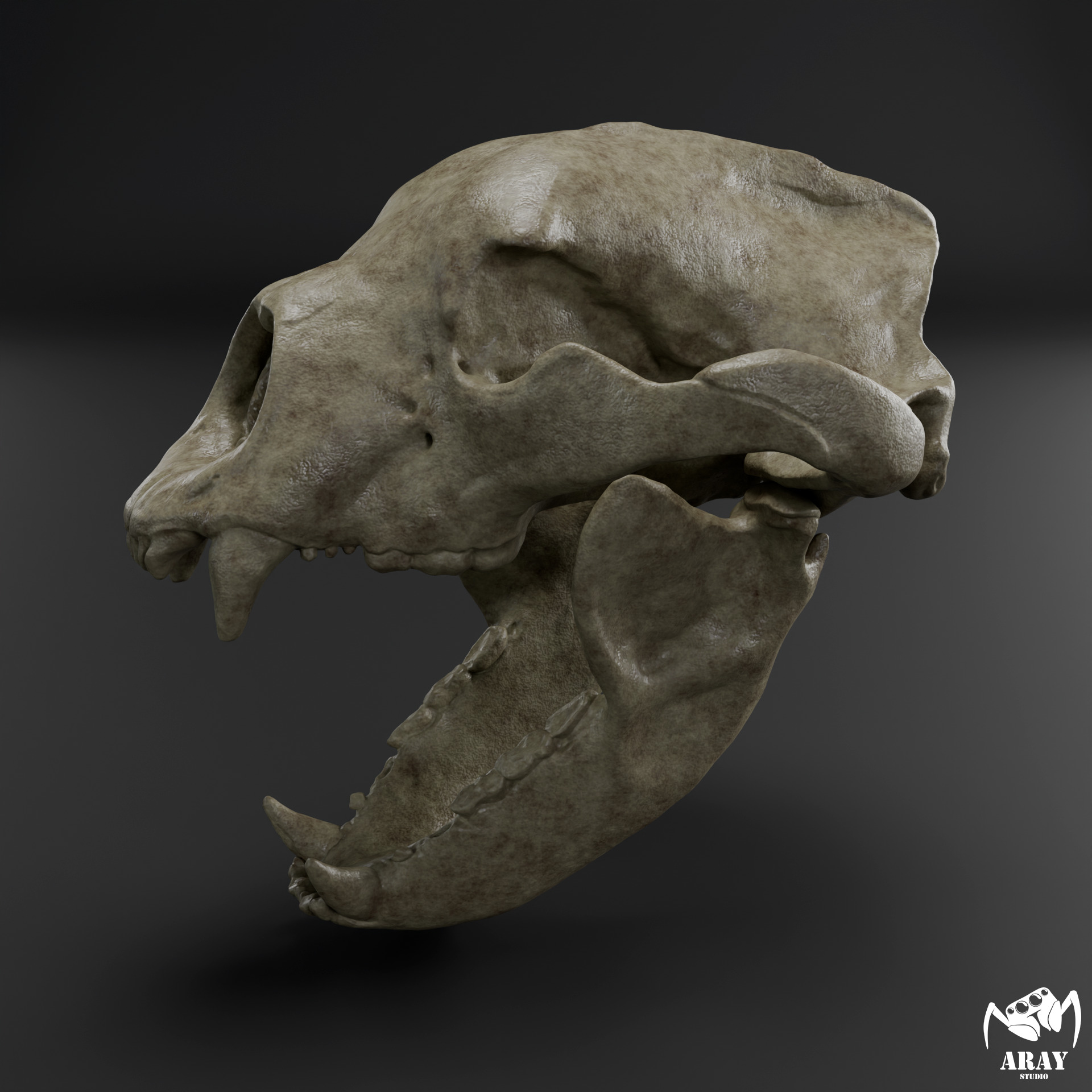 Arctodus simus - short faced bear skull 3D print model_2