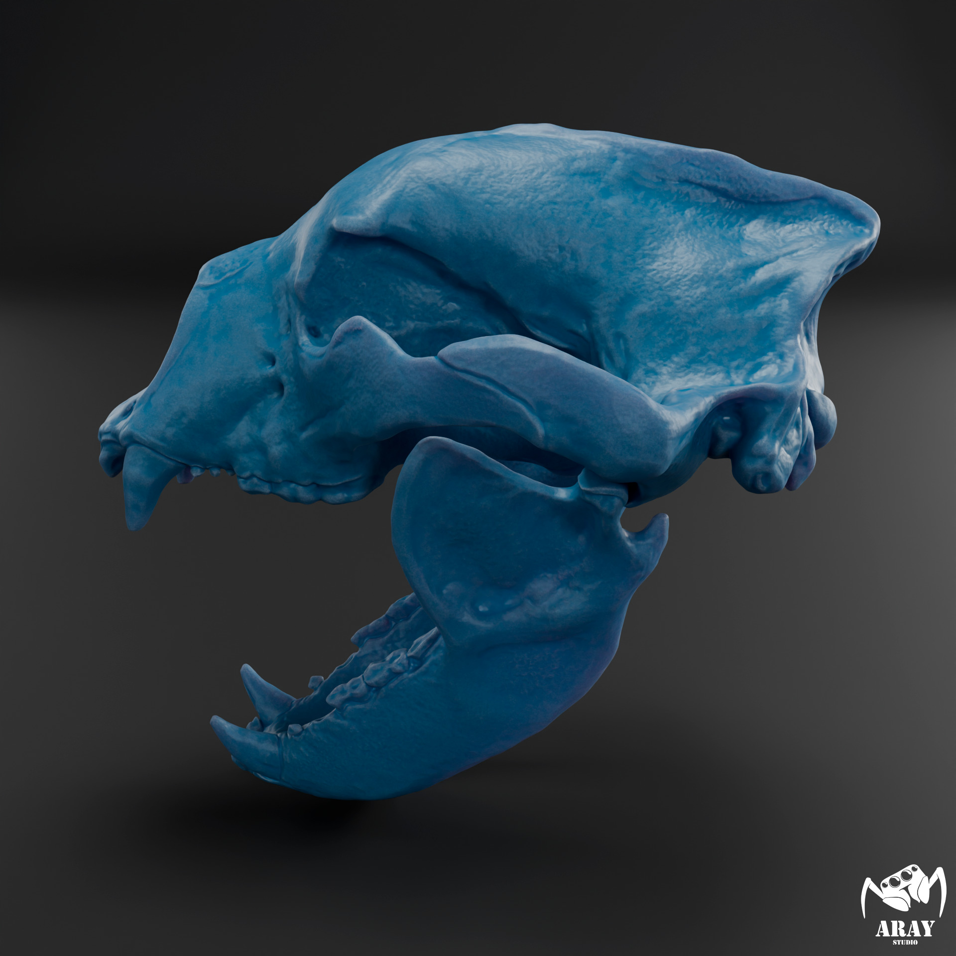 Arctodus simus - short faced bear skull 3D print model_9