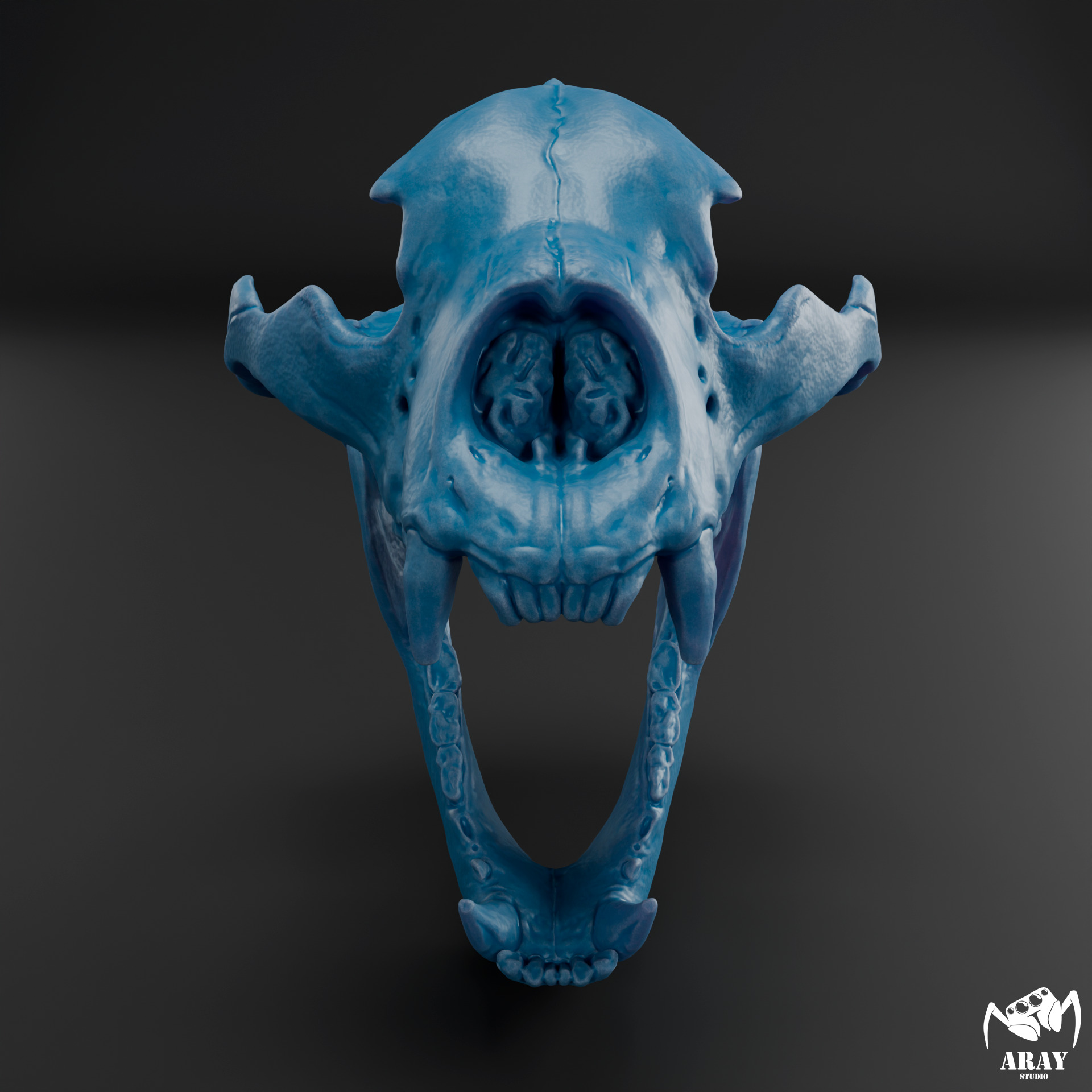 Arctodus simus - short faced bear skull 3D print model_7