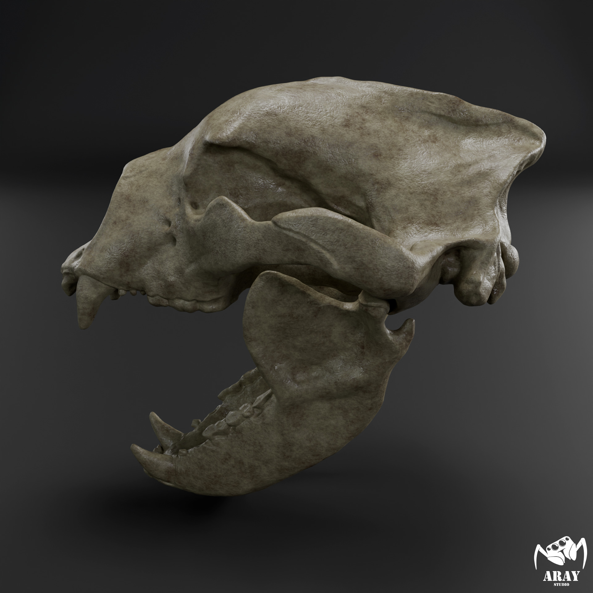 Arctodus simus - short faced bear skull 3D print model_3
