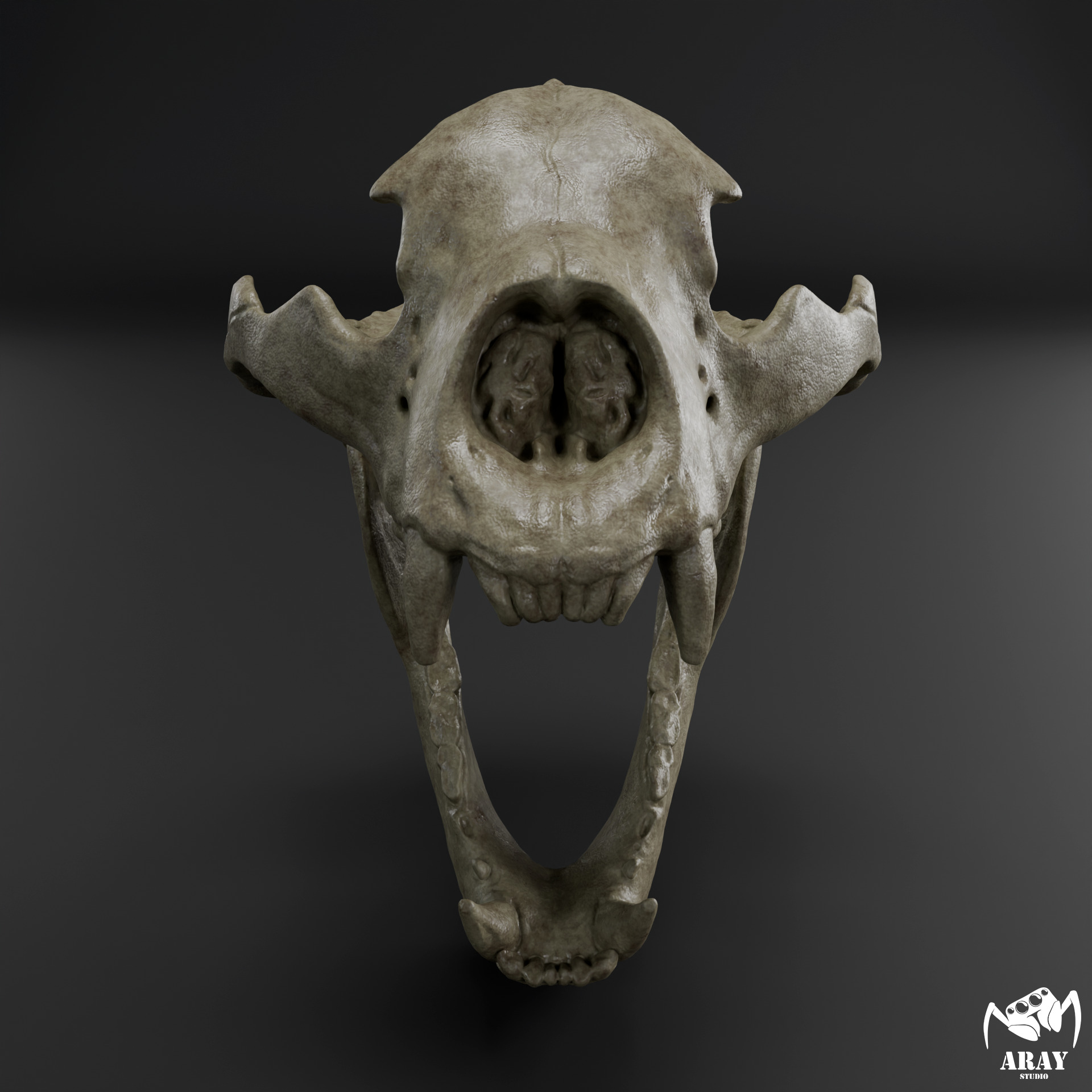 Arctodus simus - short faced bear skull 3D print model_1