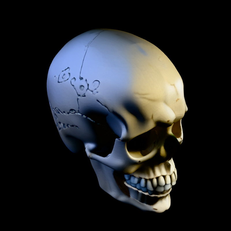 Realistic Human Skull 3D Model Low-poly 3D model_2