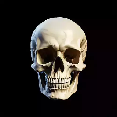 Realistic Human Skull 3D Model