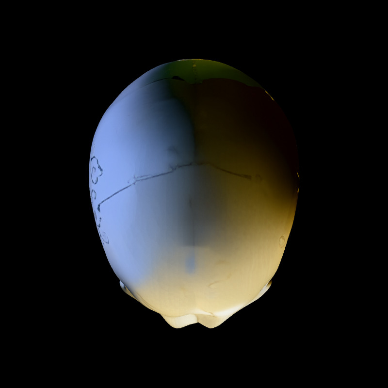 Realistic Human Skull 3D Model Low-poly 3D model_7