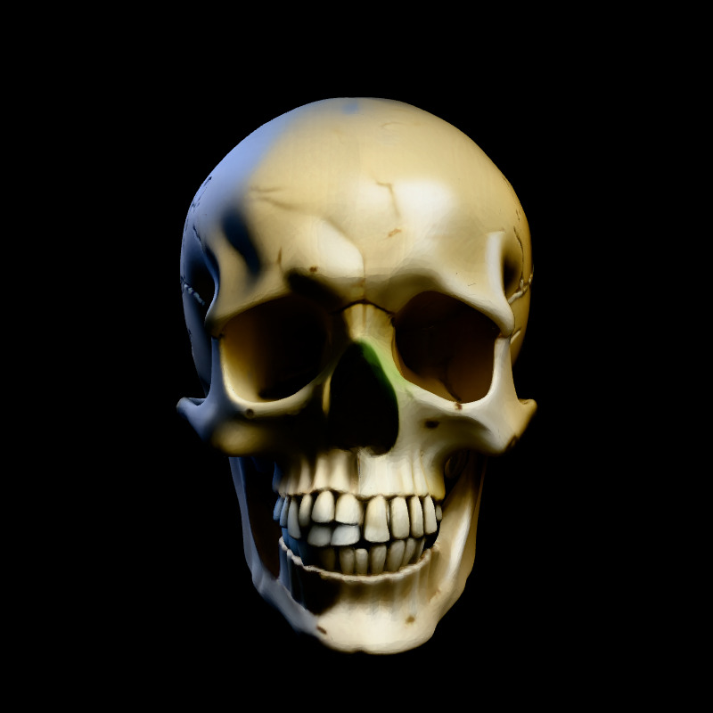 Realistic Human Skull 3D Model Low-poly 3D model_3
