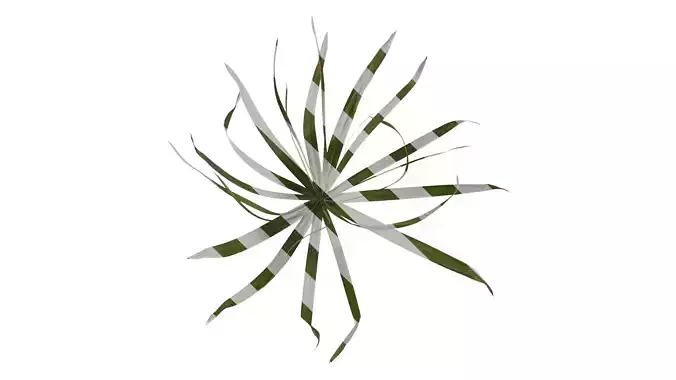 Anydrafts Phyllostachys heteroclada Atlas 01