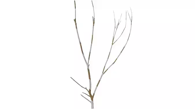 Anydrafts Dead branch 21