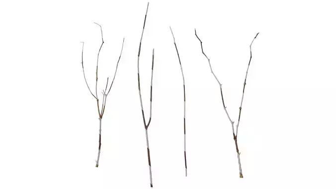 Anydrafts Dead branch 22