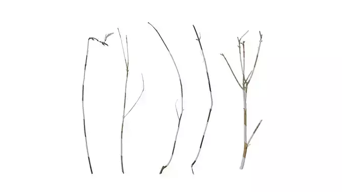 Anydrafts Dead branch 23