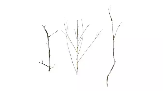 Anydrafts Dead branch 24