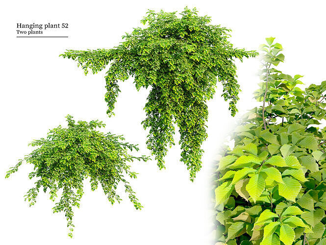 Hanging plant 52 3D model