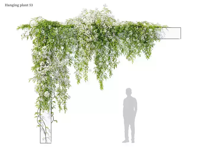Hanging plant 53