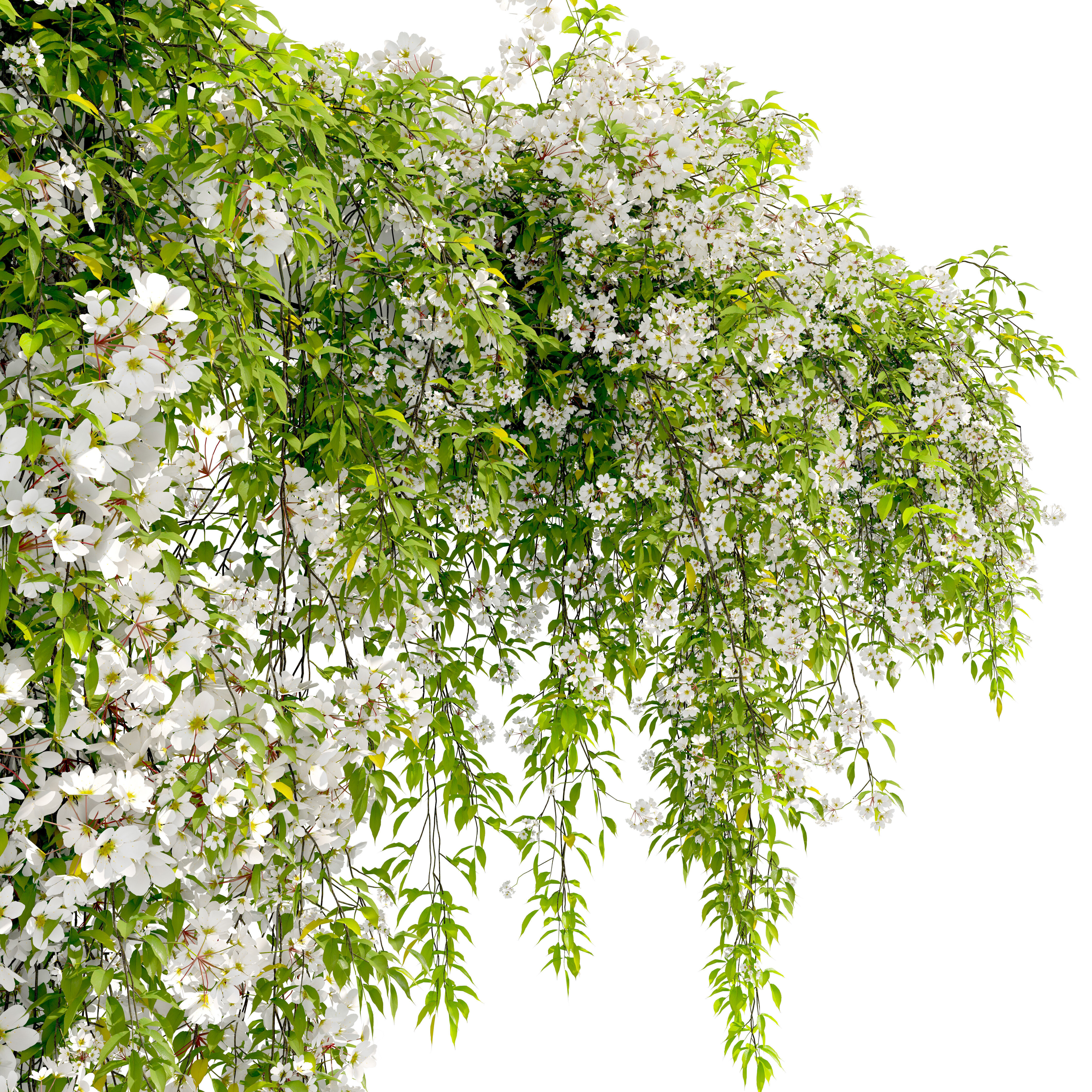 Hanging plant 53 3D model_3