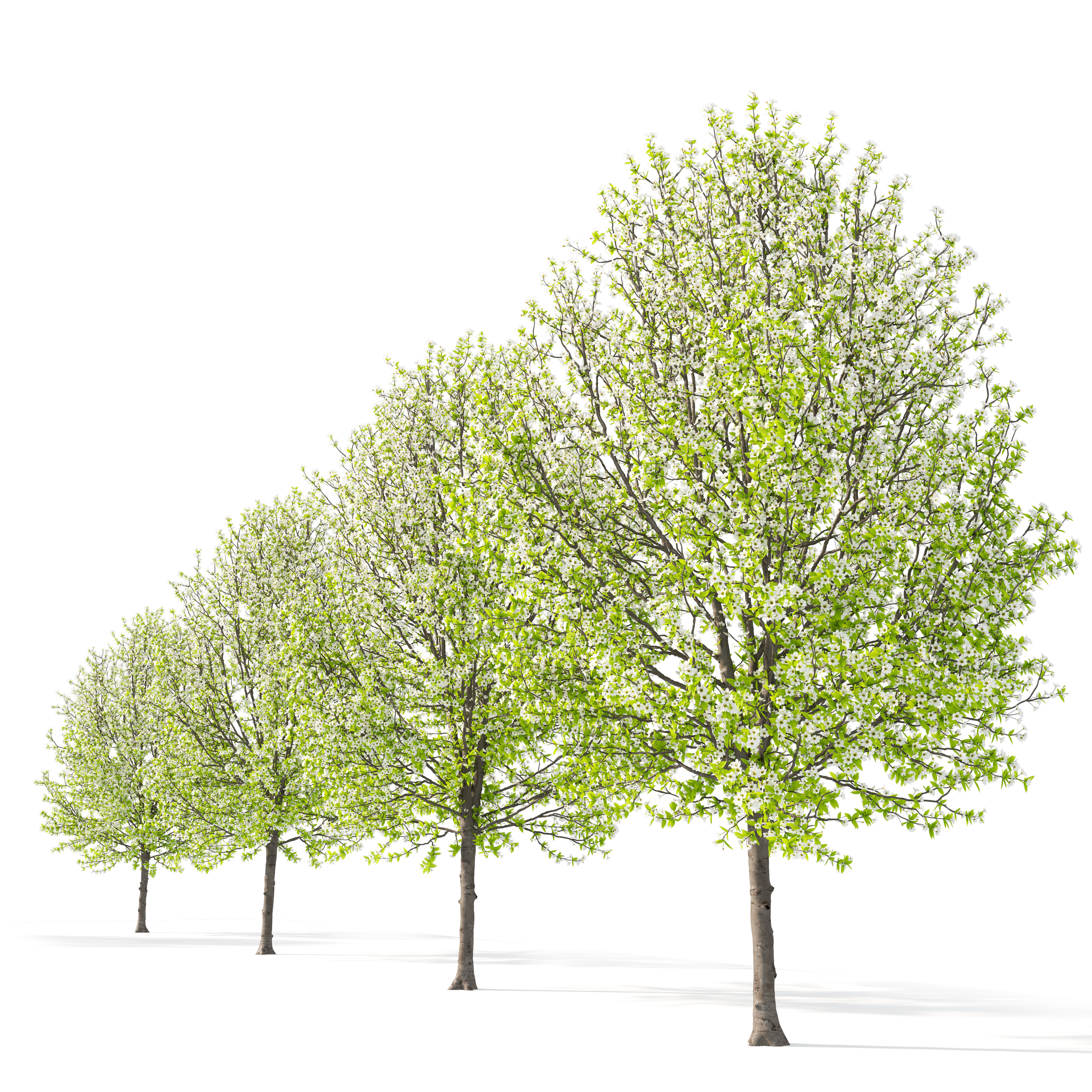 Pear tree 04 3D model_2