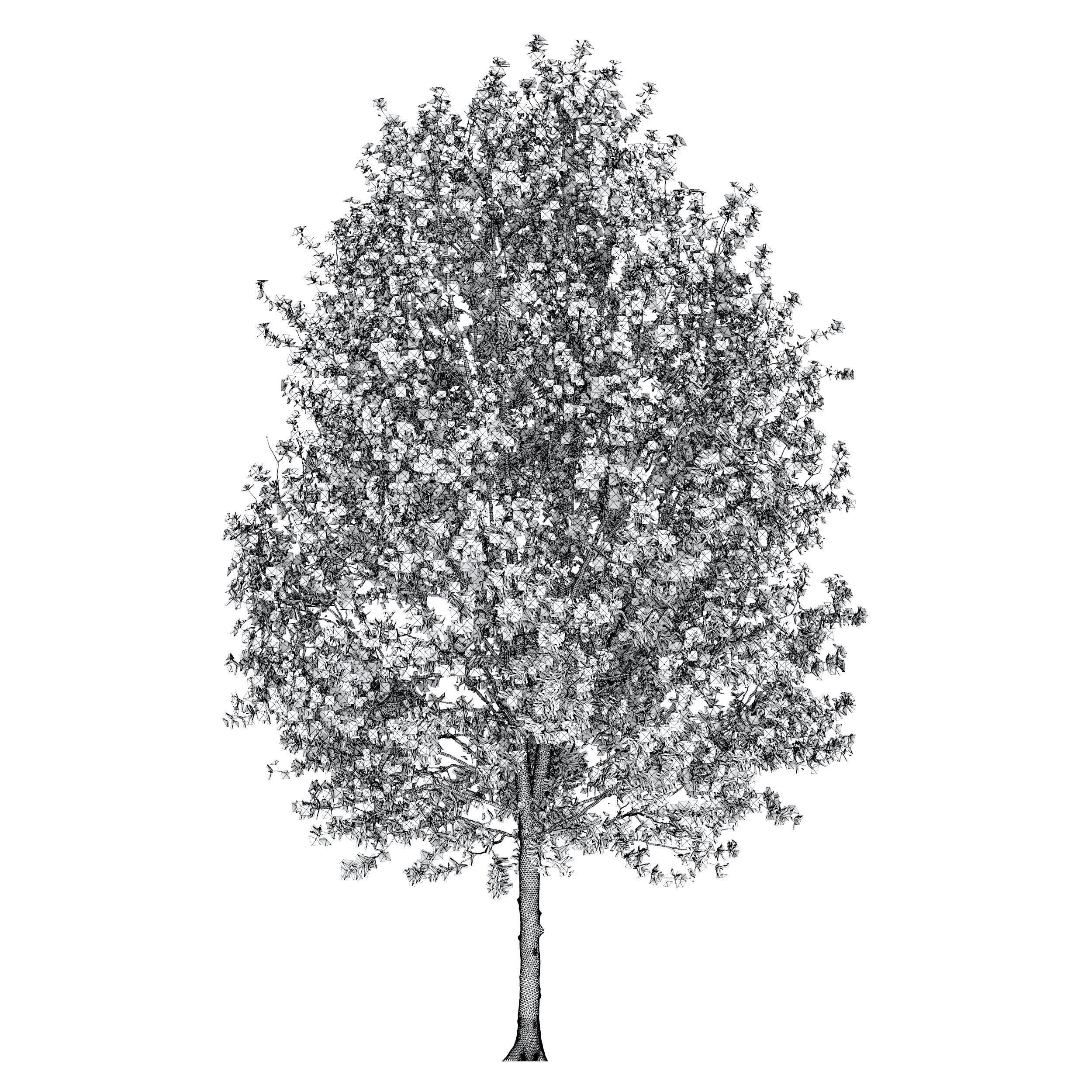 Pear tree 04 3D model_5