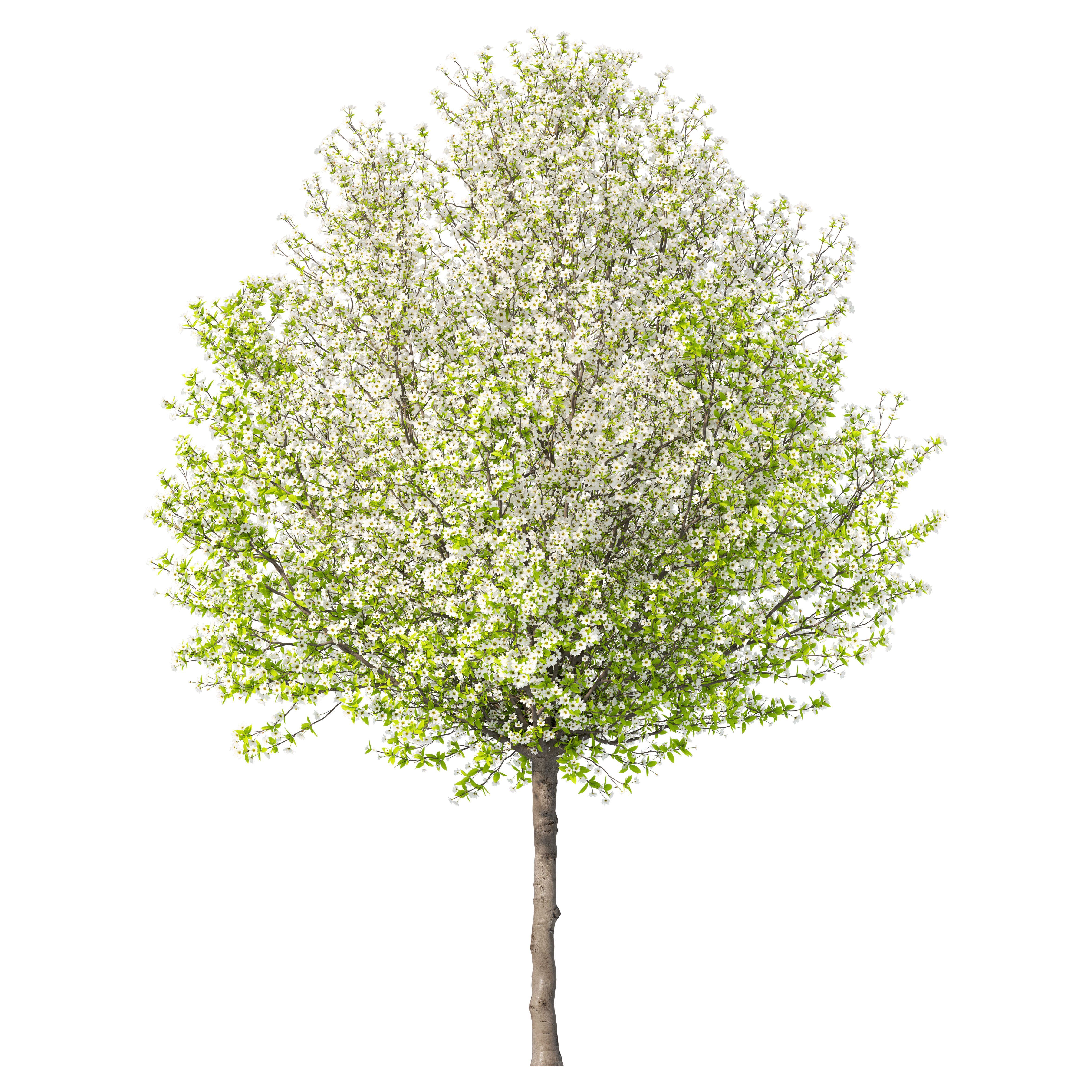 Pear tree 04 3D model_1