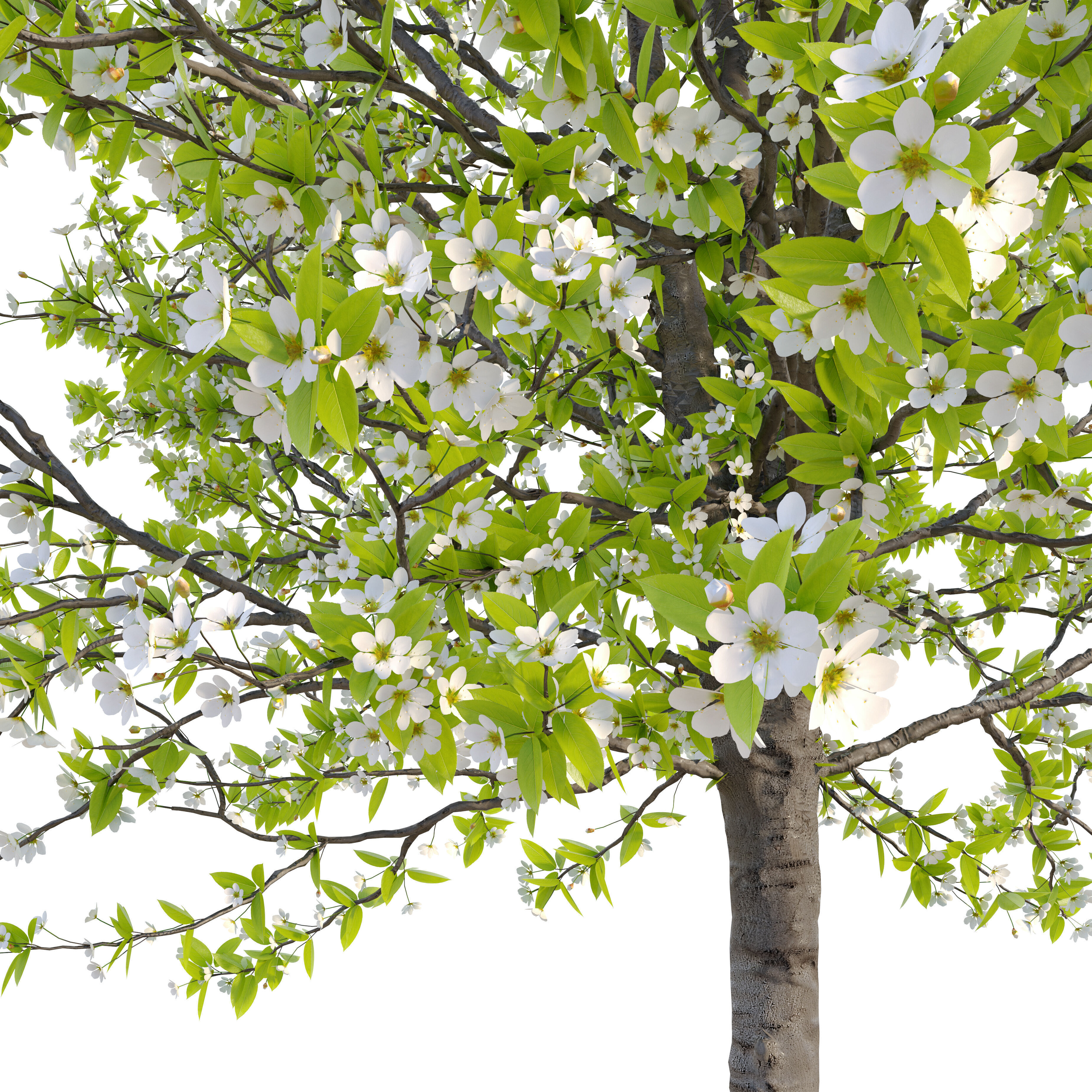 Pear tree 04 3D model_4