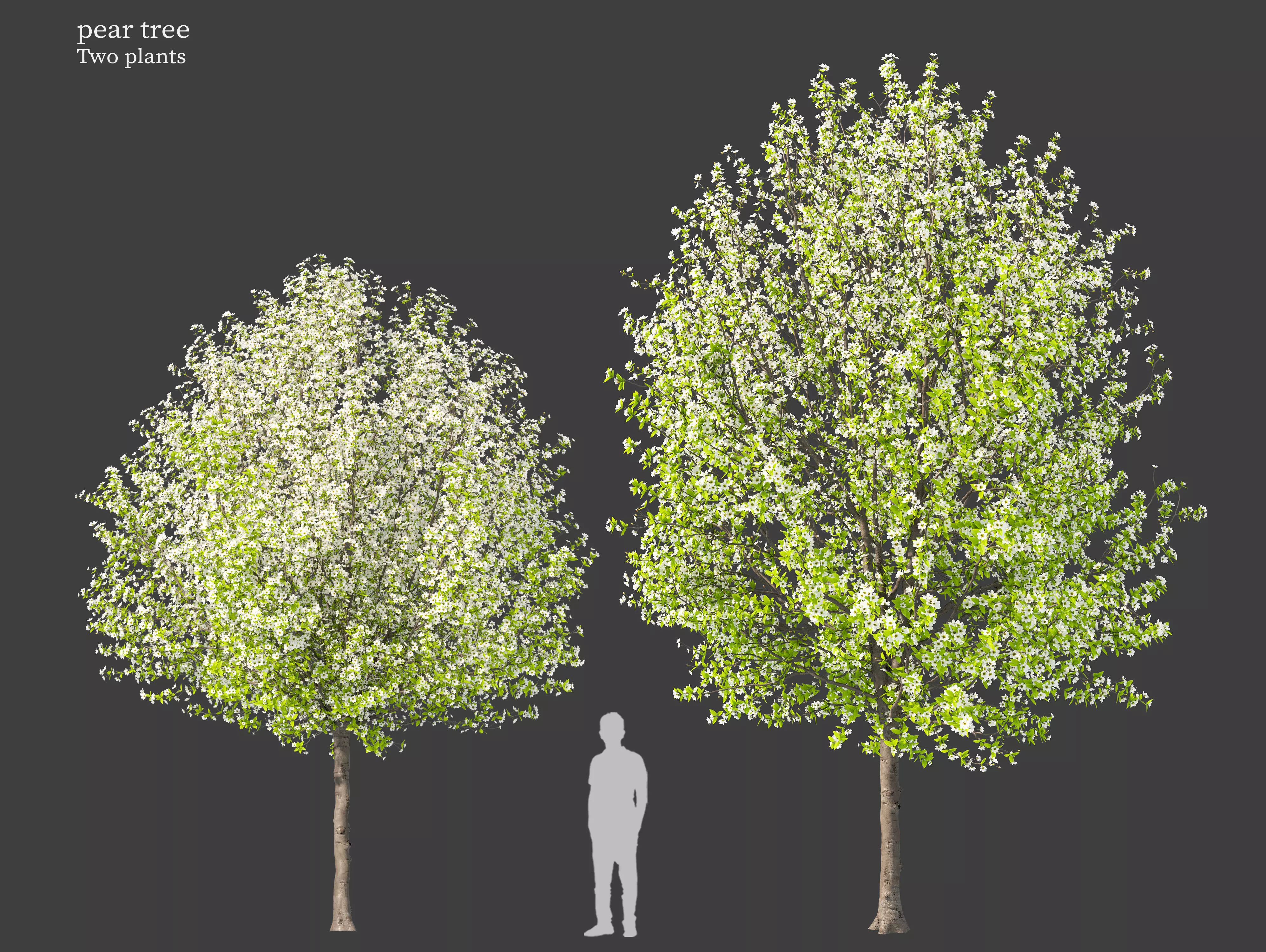 Pear tree 04 3D model_0
