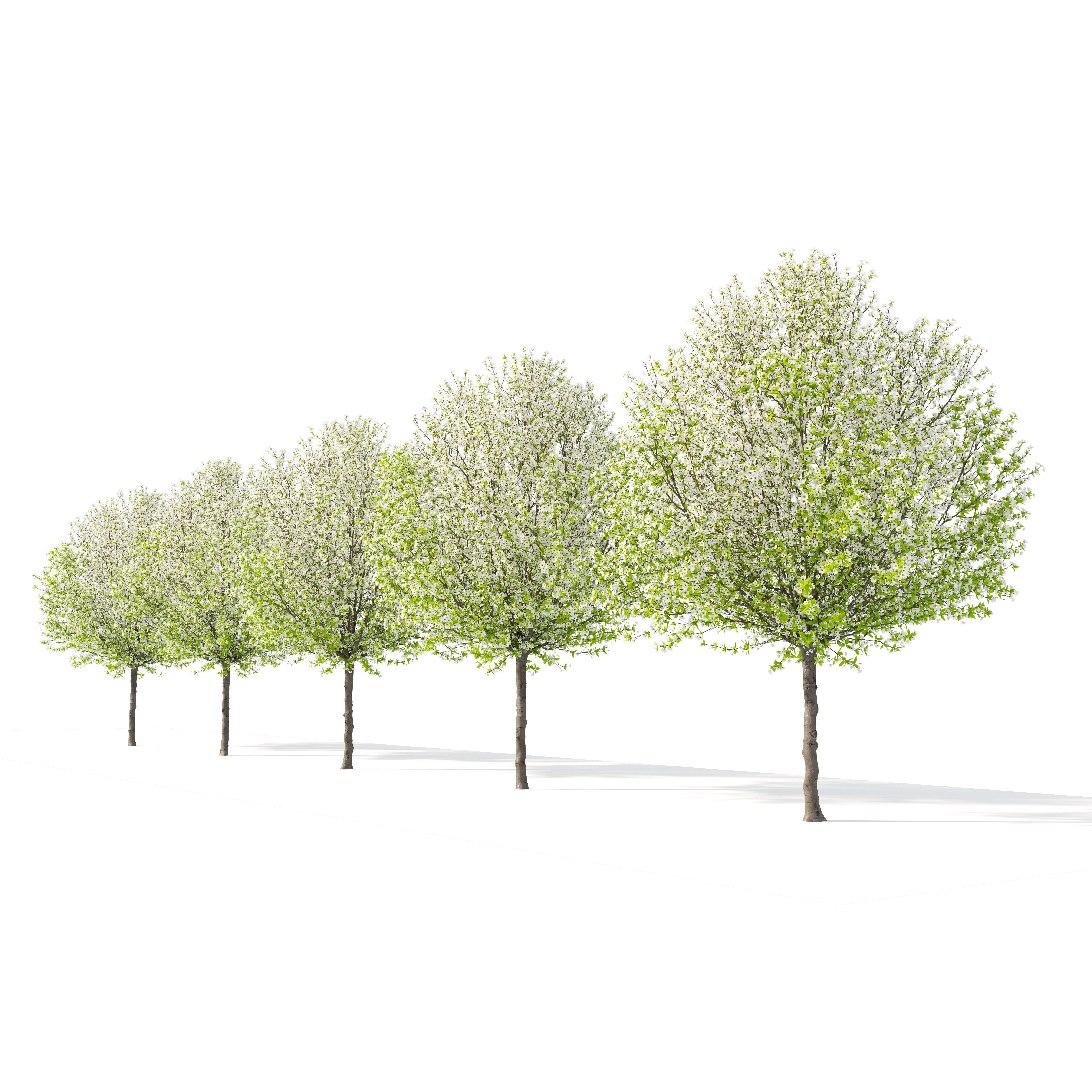 Pear tree 04 3D model_3