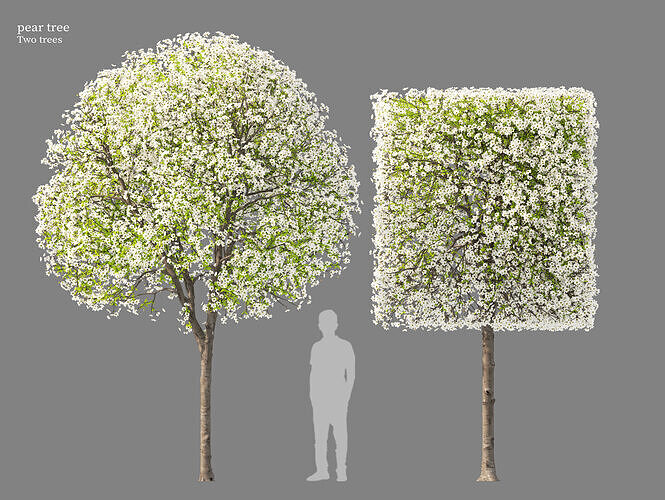 Pear tree 05 3D model